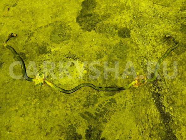 Стабилизатор Honda Fit 